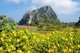 Thailand: Dok Bua Tong (Mexican Sunflowers) near Suan Hin Pha Ngam, Loei Province
